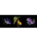 Poster "Inflorescence de Vanoise"