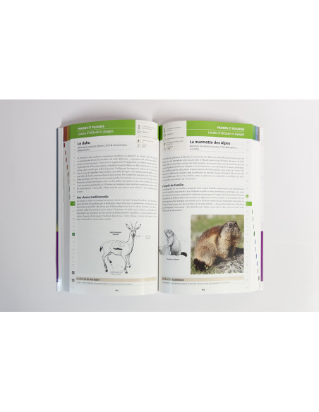 À la rencontre des animaux en montagne