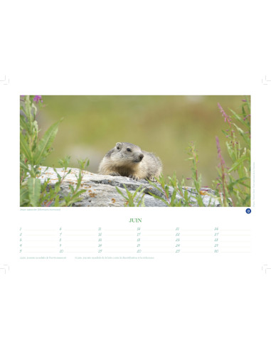 CALENDRIER PERPÉTUEL